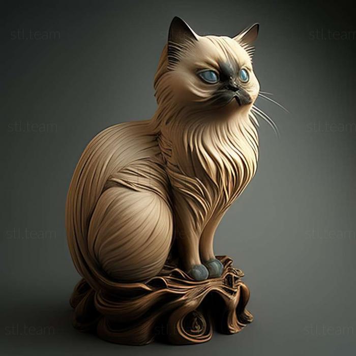 Birman cat